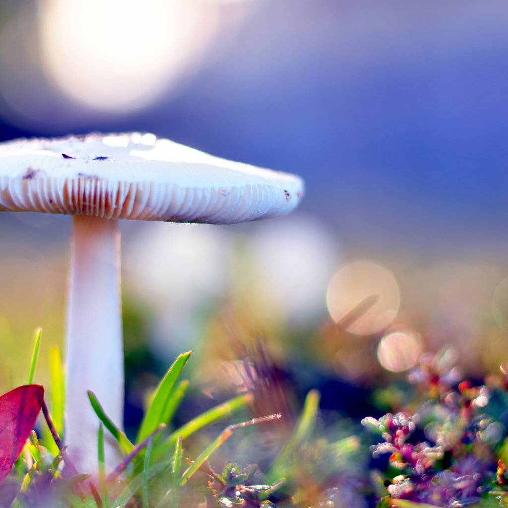 Бледная поганка опасный гриб