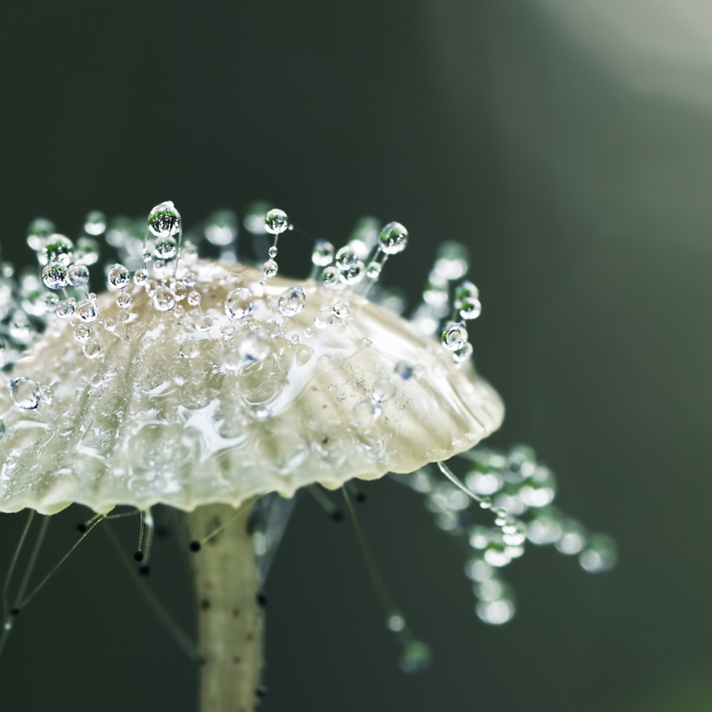 Капли росы на грибе