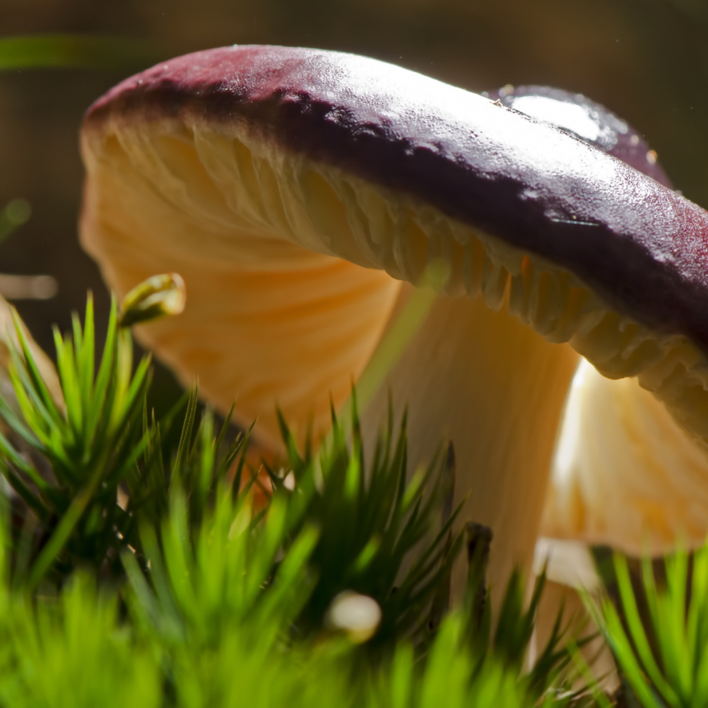 Роскошный съедобный гриб