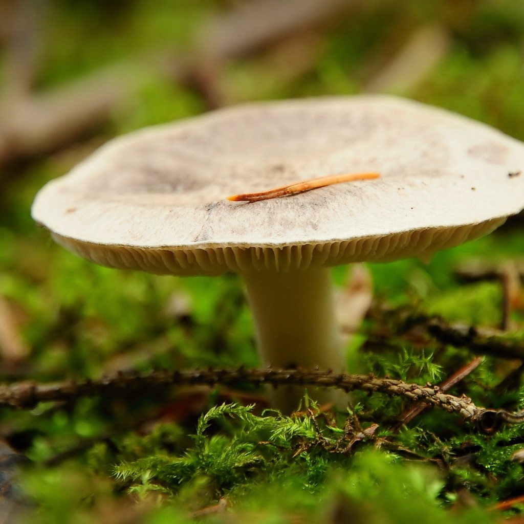 Мох окружает гриб