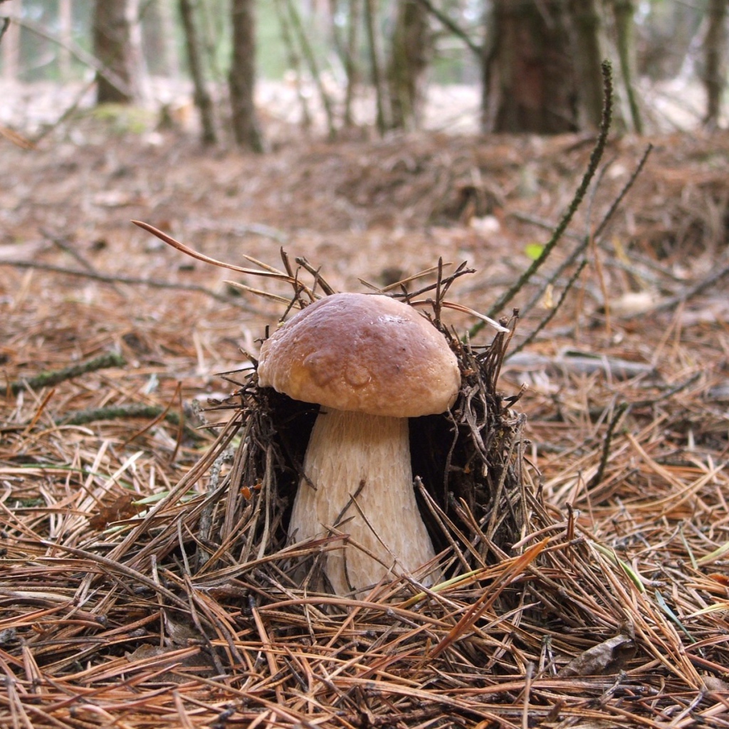 Гриб боровик