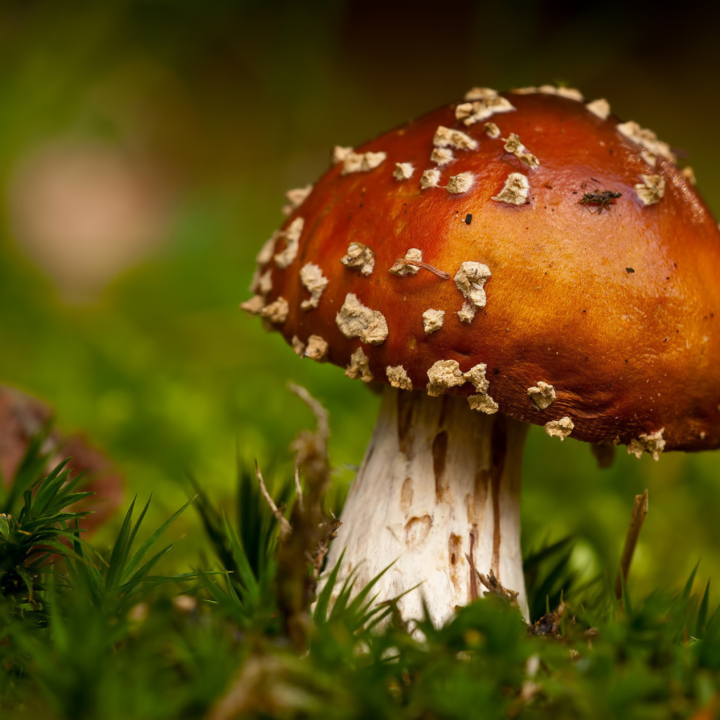 Гриб в траве