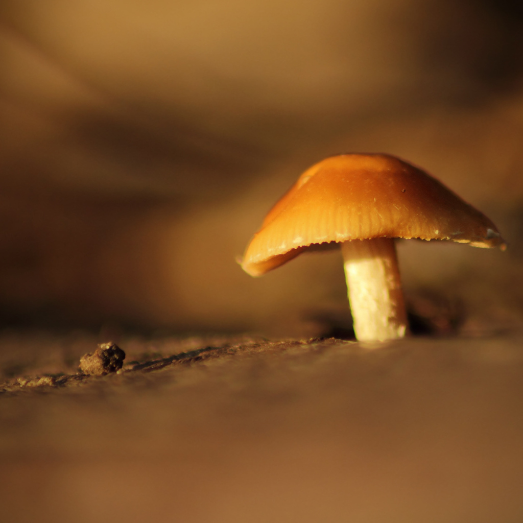 Гриб под увеличением