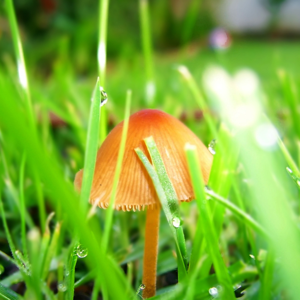 Гриб после дождя