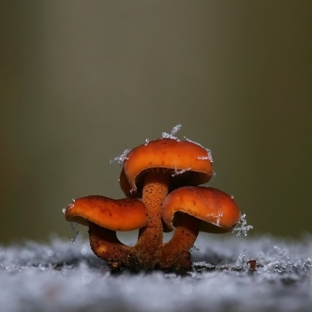 Грибы покрытые снегом