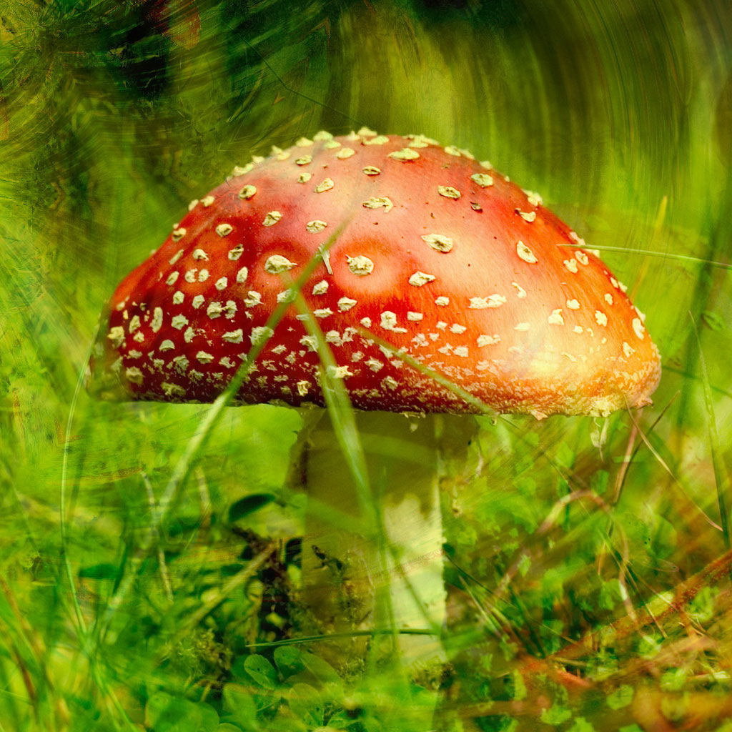 Ядовитый гриб мухомор
