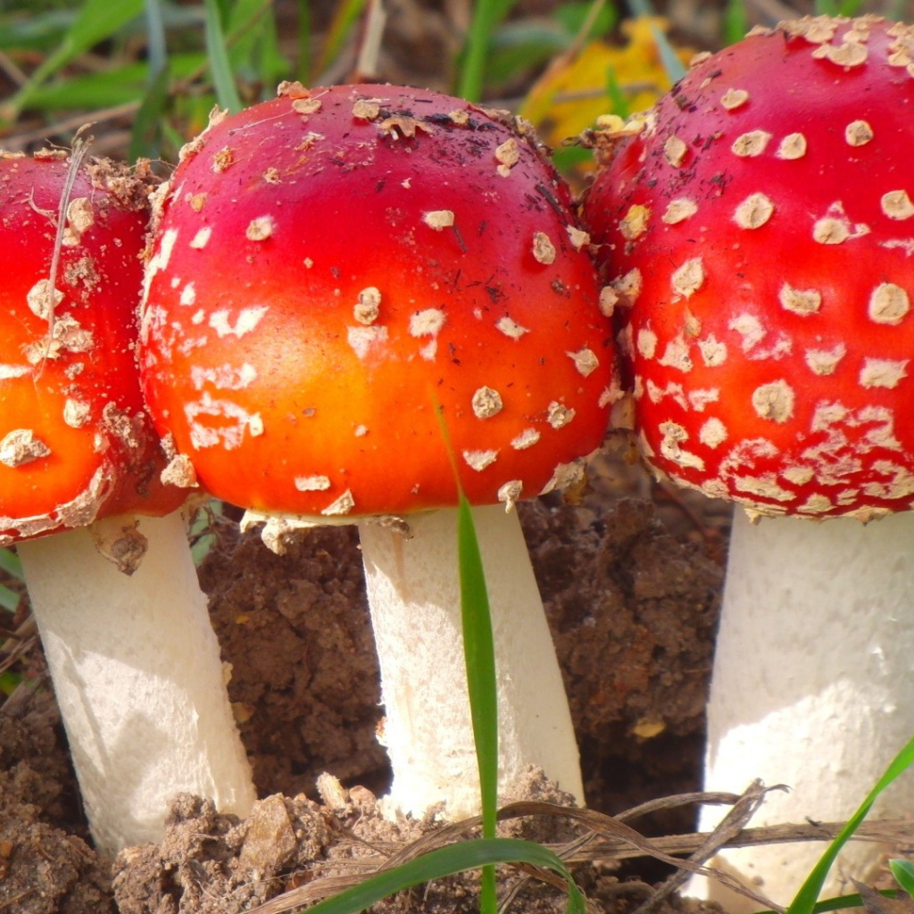 Три лесных мухомора