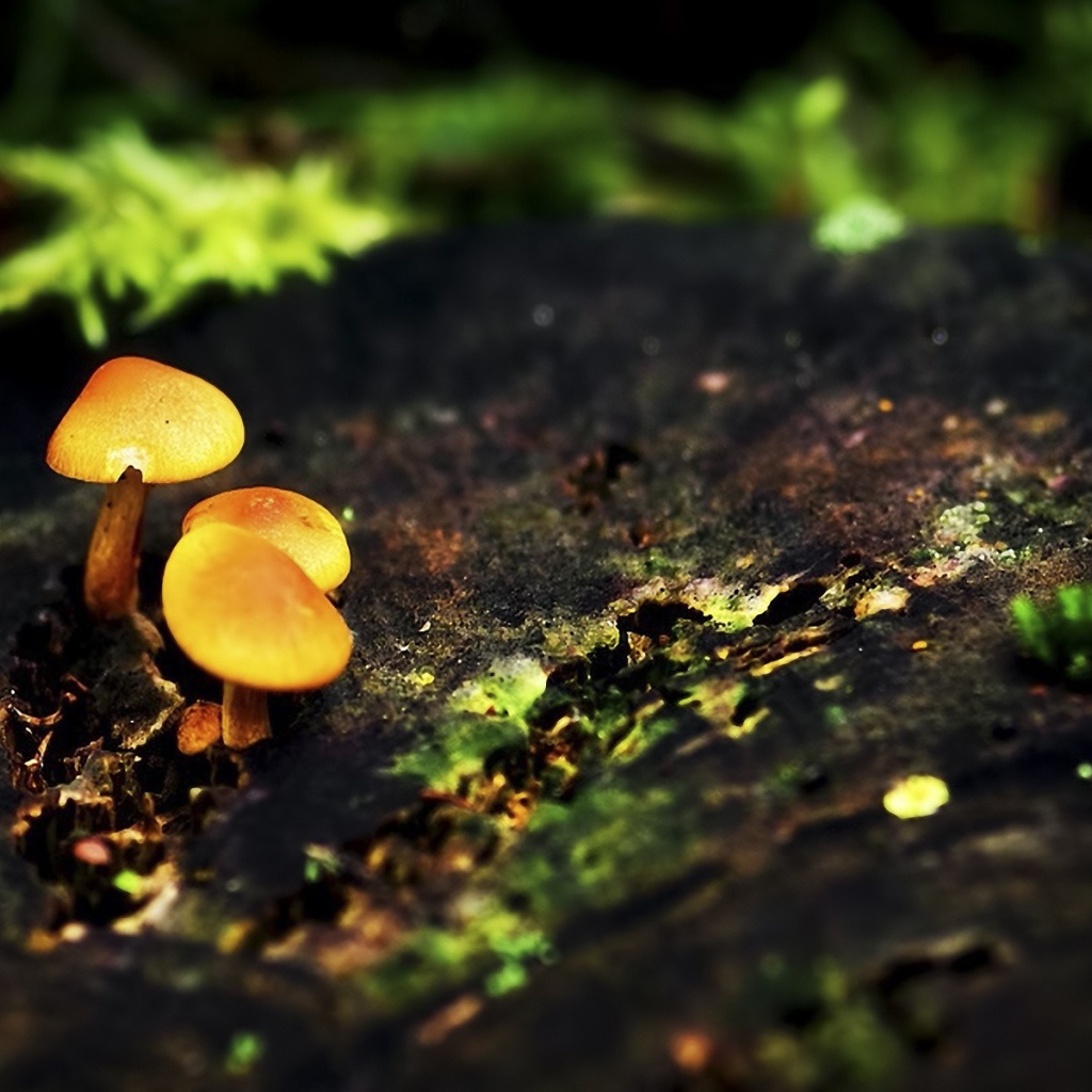 Три маленьких гриба