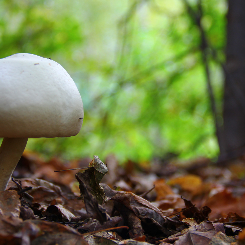 Белый гриб в лесу