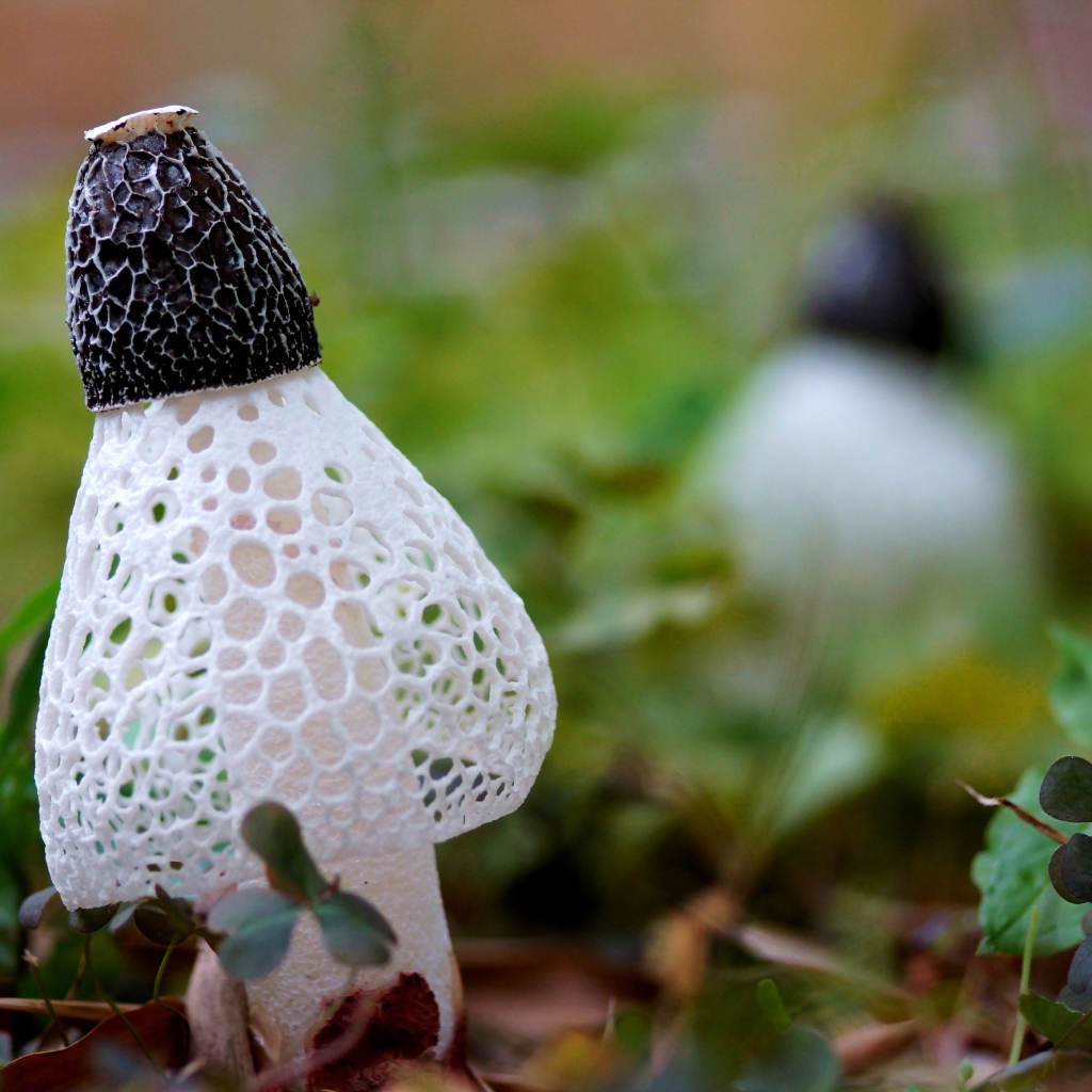 Сетчатые грибы