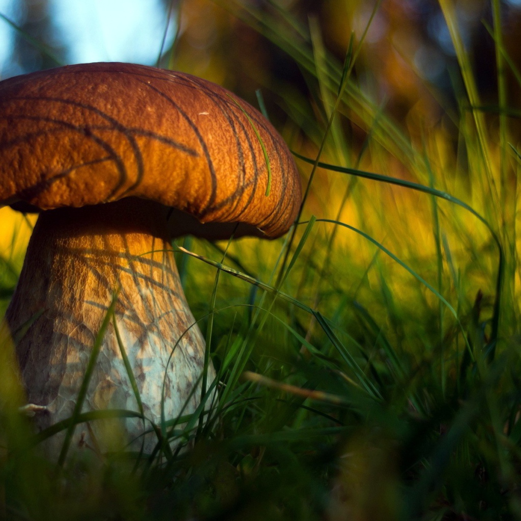 Гриб боровик в траве