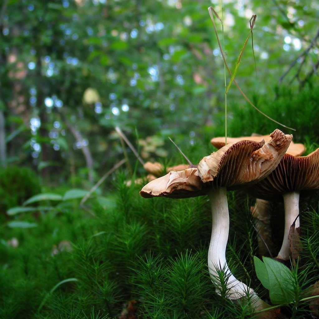 Грибы в лесном мохе