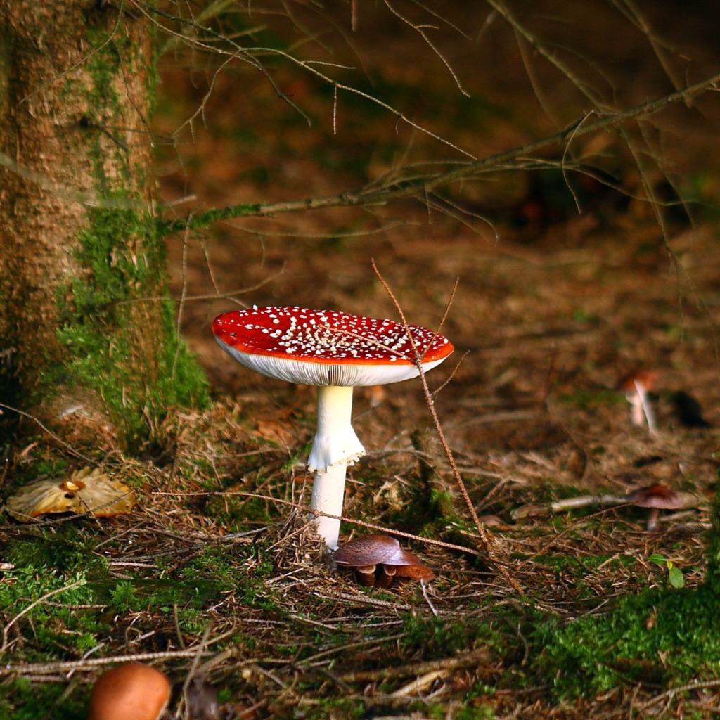 Ядовитый гриб под деревом