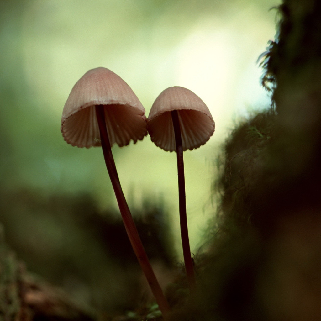 Зонтичные грибы