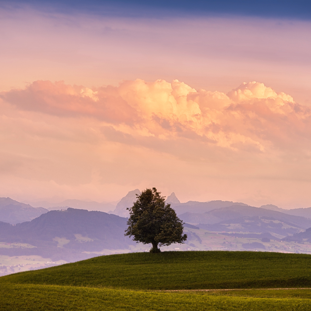 Одинокое дерево на зелёном холме