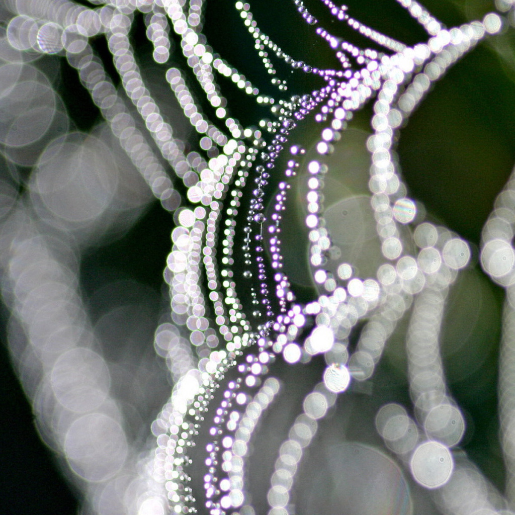 Паутина с каплями