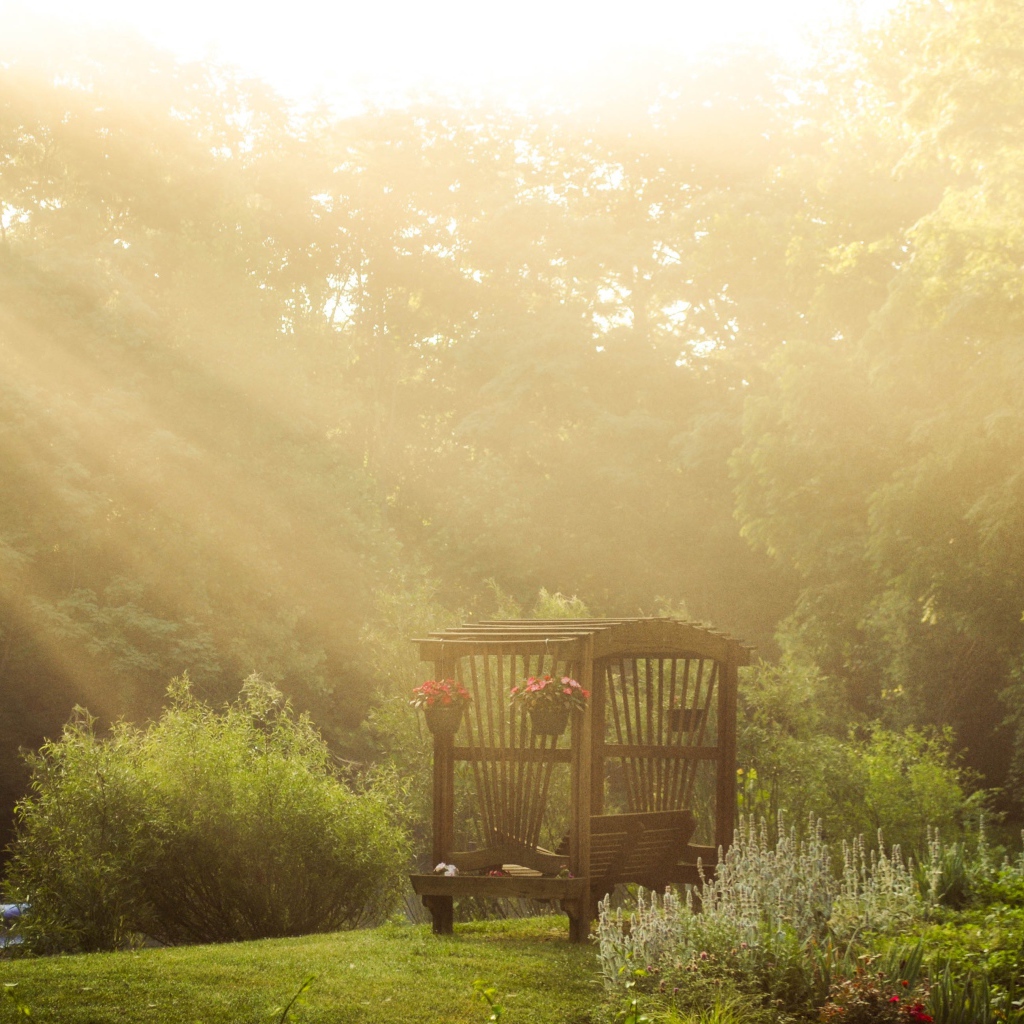 Лучи солнца через деревья