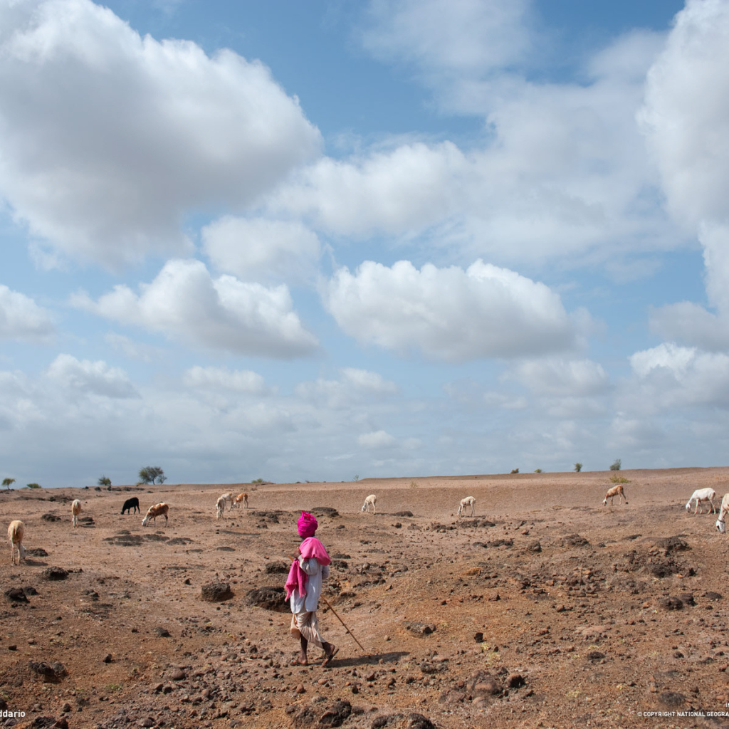 Пастух овец