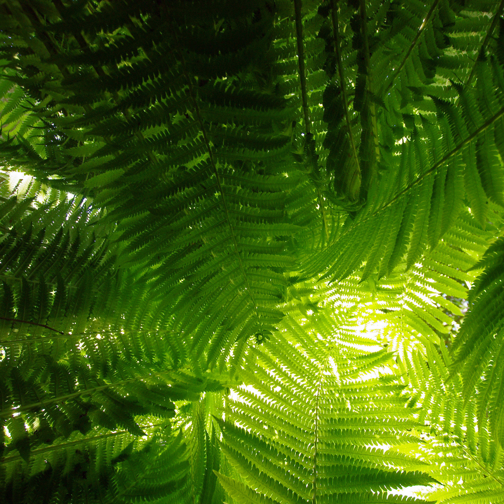 Луч света сквозь папоротник