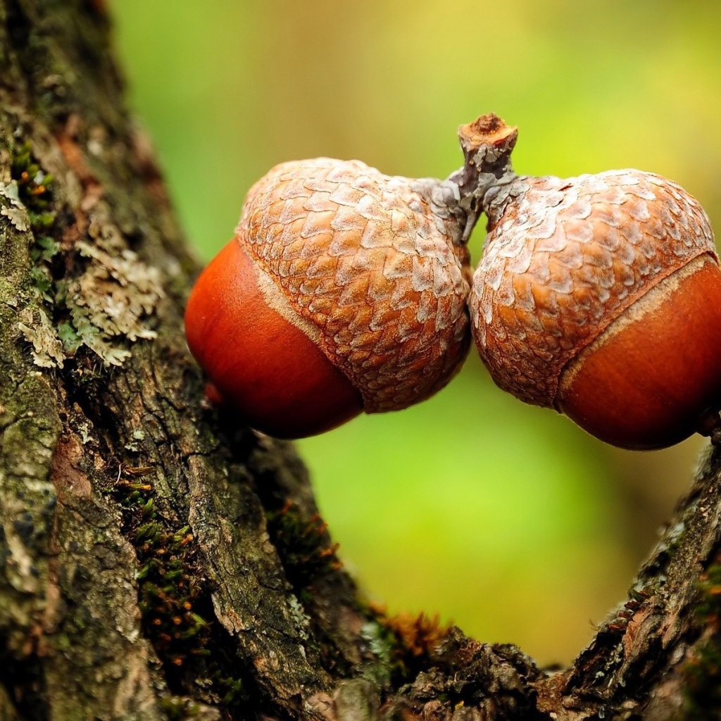 Acorns oak seeds