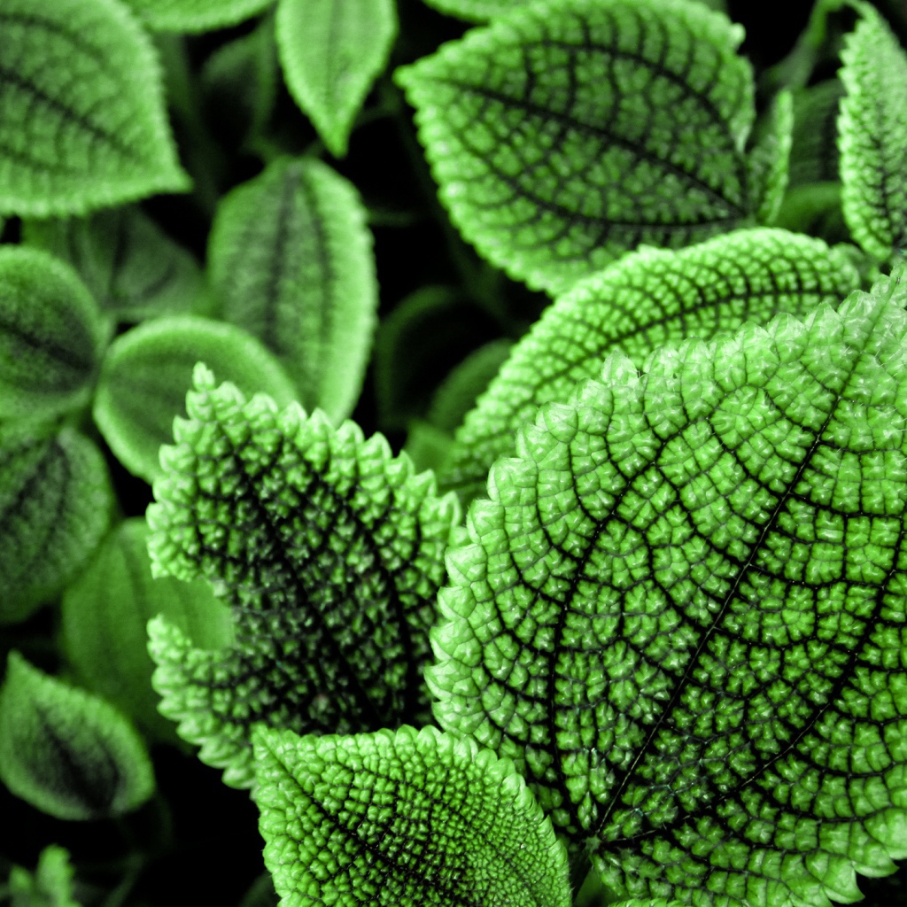 Прекрасные зеленые листья