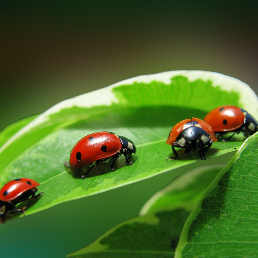 Жучки на зеленом листике