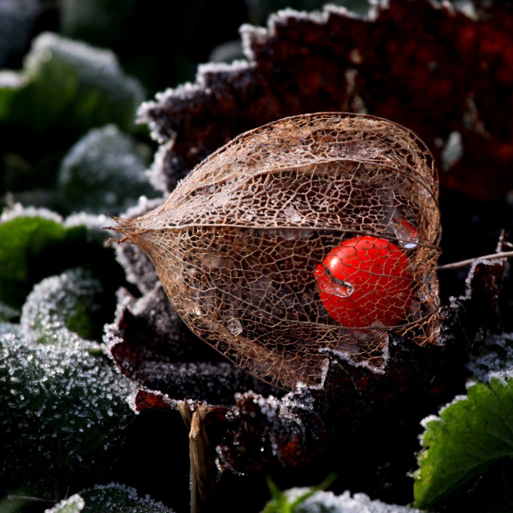 Ягода в прозрачной оболочке