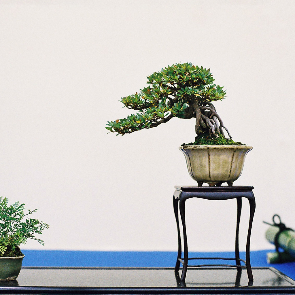 Бонсай на белом фоне