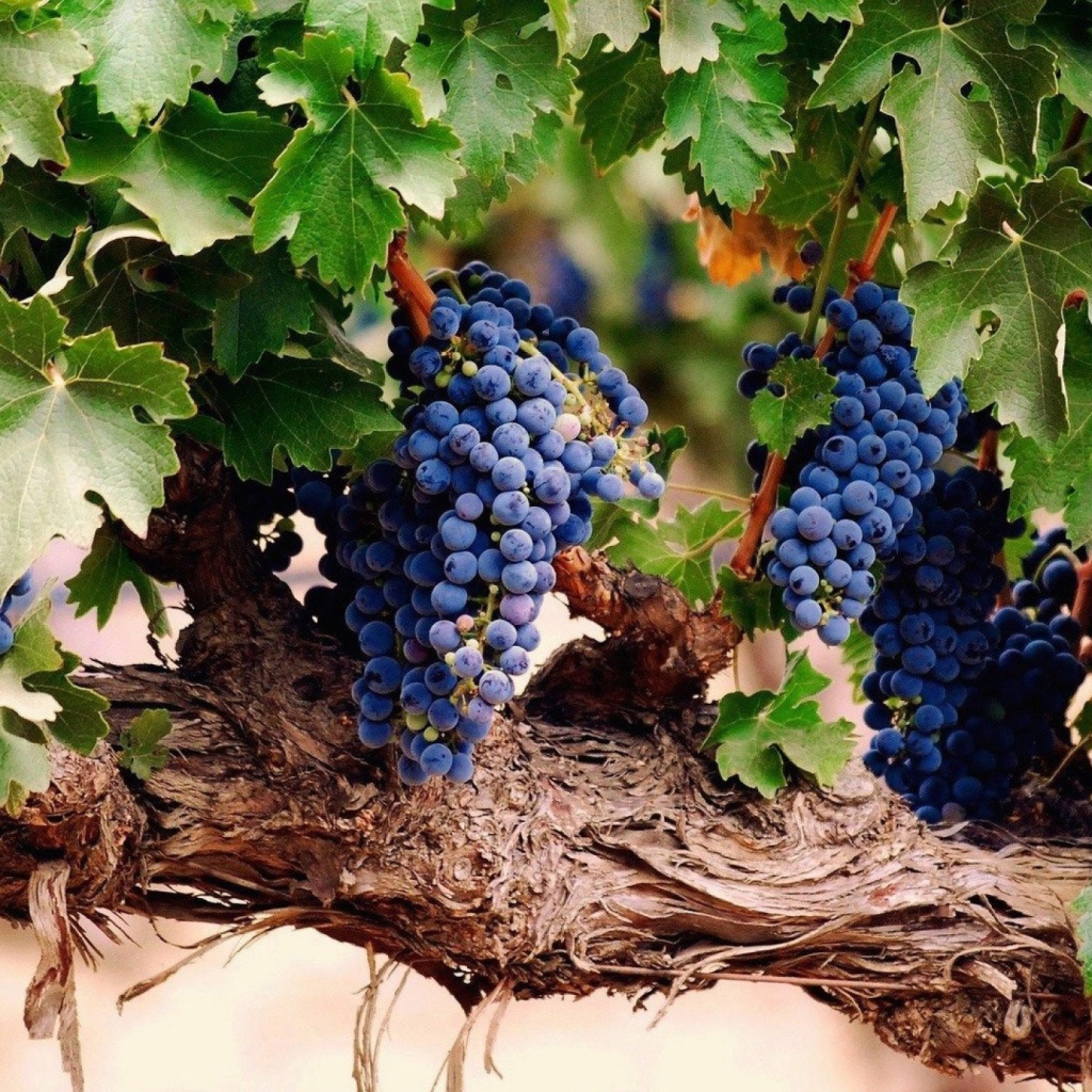 Гроздья спелого винограда