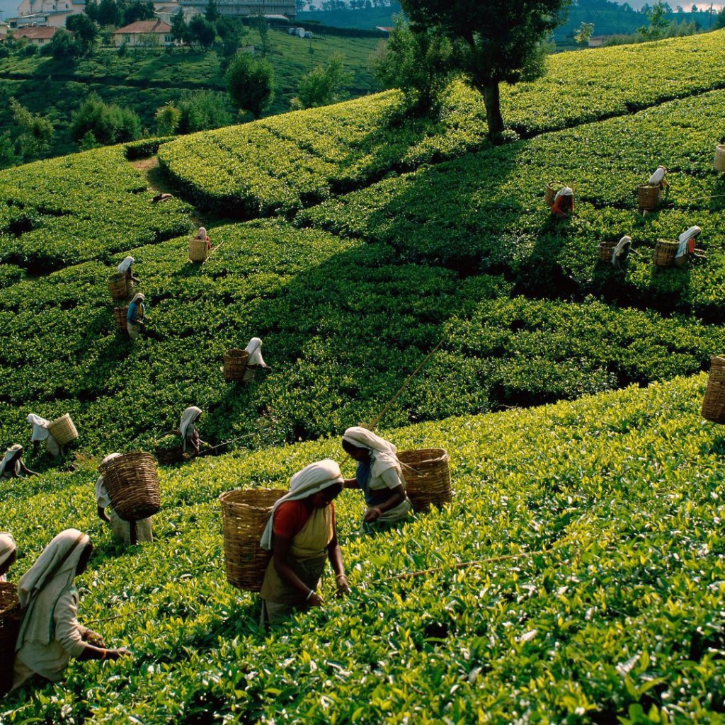 Уборка чая в Шри Ланке