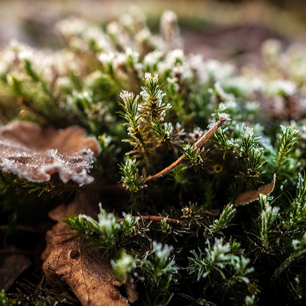 Хвойные ветки в снегу