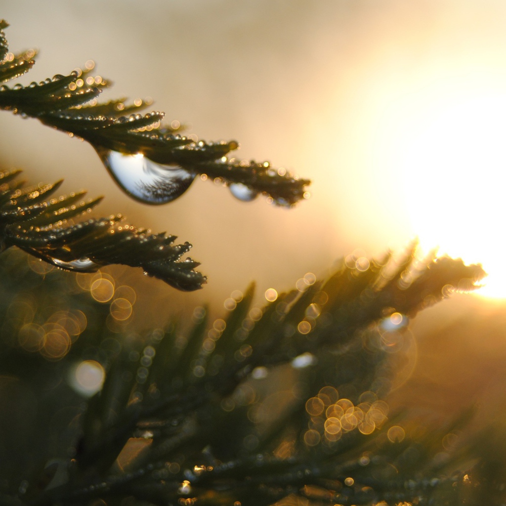 Капли на ветках дерева