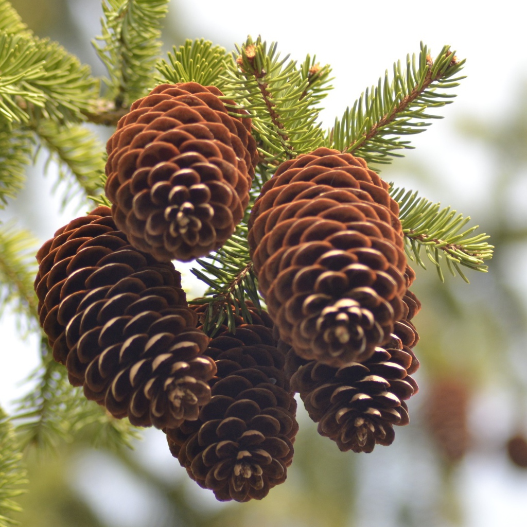 Еловые шишки на ветке