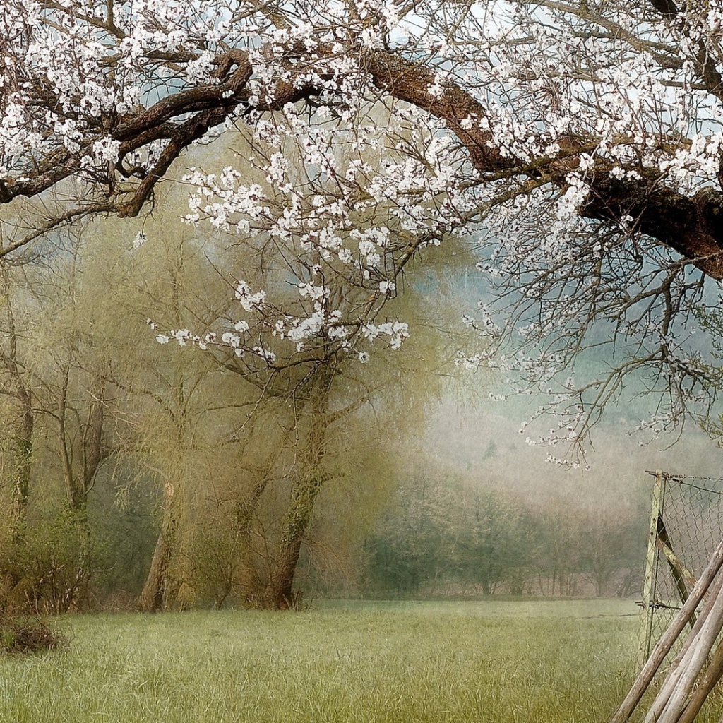 Цветущие деревья в саду