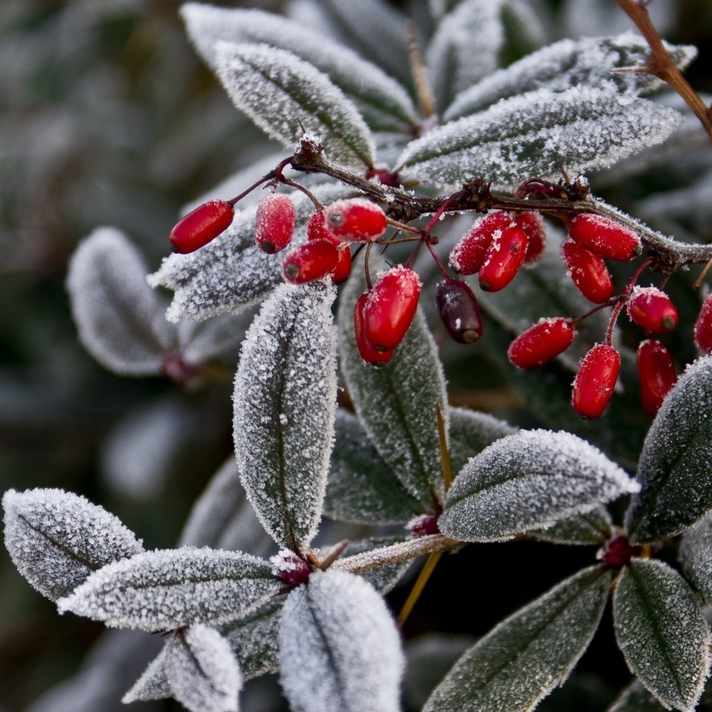 Иней на ягодах