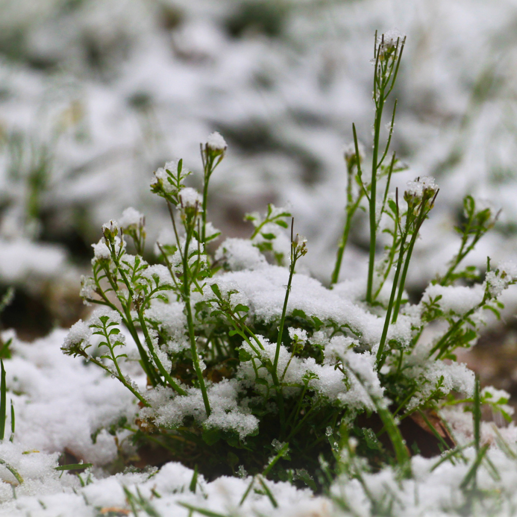 Зелень пробивается сквозь снег