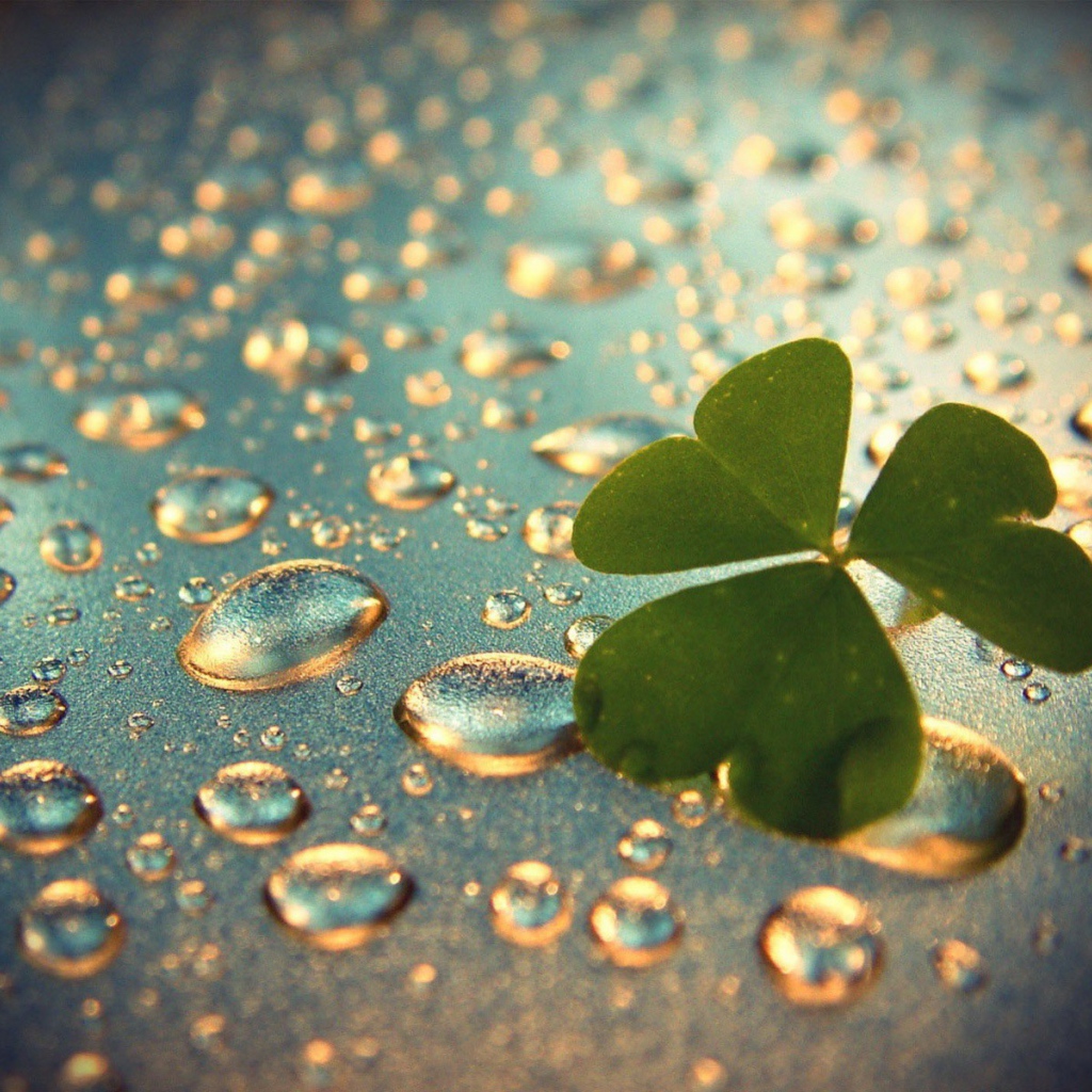 Лист клевера на каплях воды