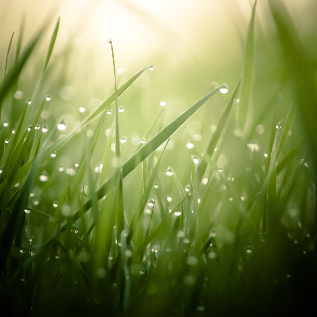 Утренняя роса на зелёной траве