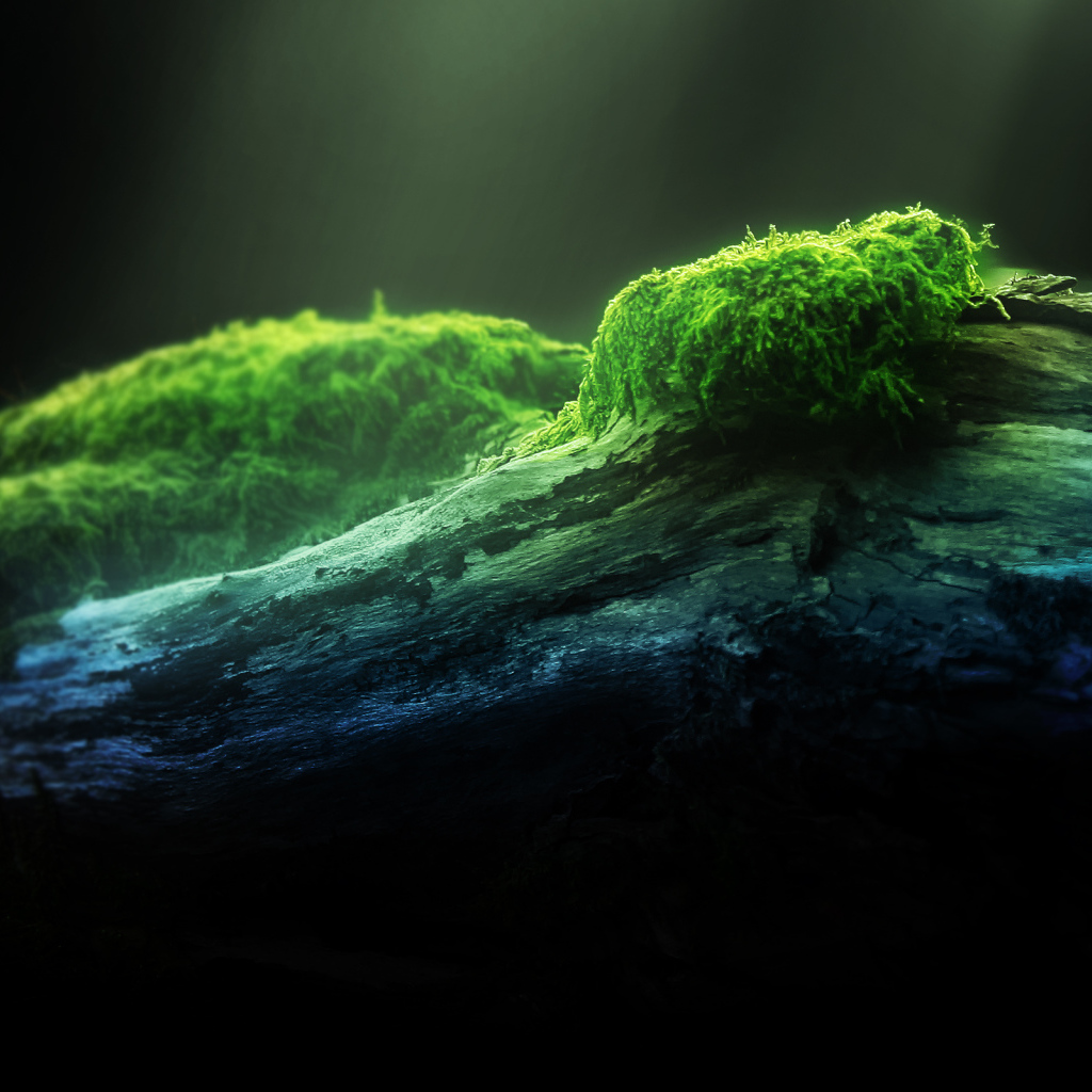 Зеленый мох