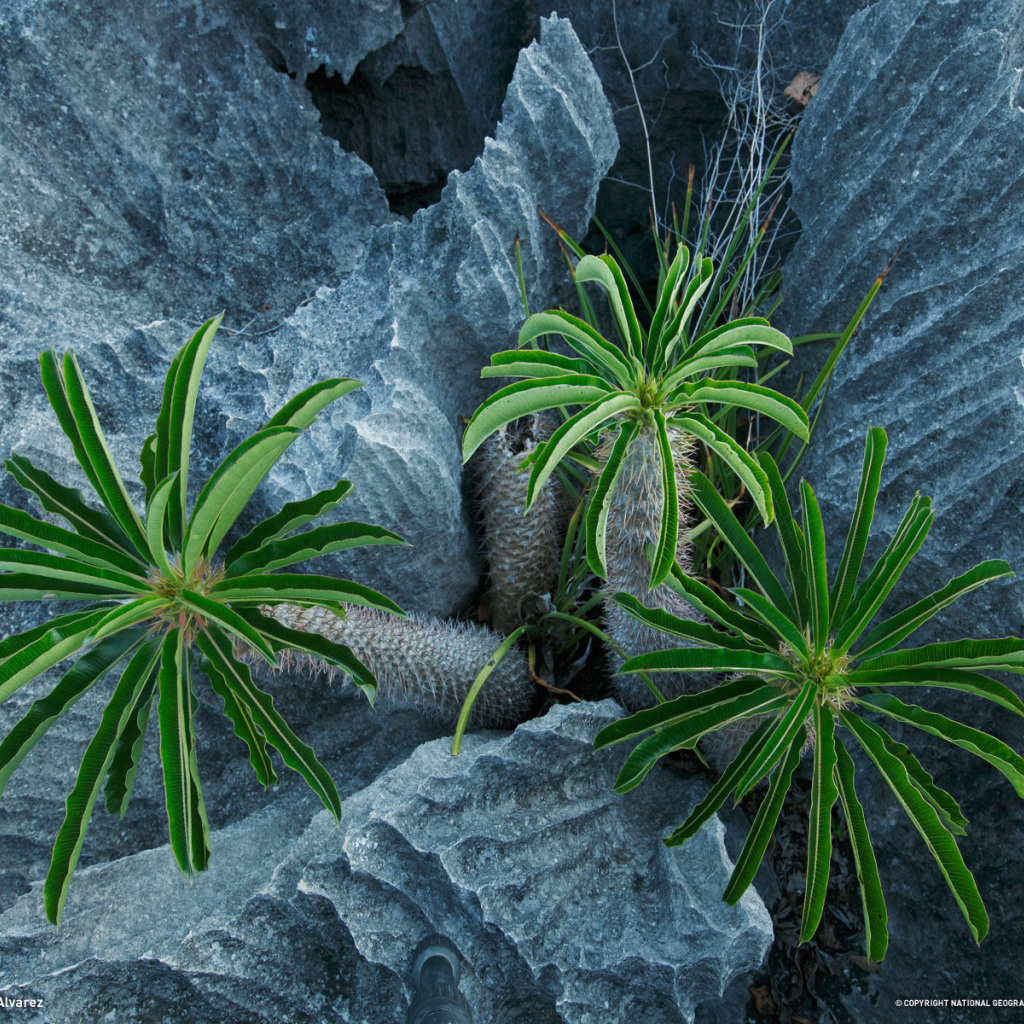 Пальмы растут в скалах