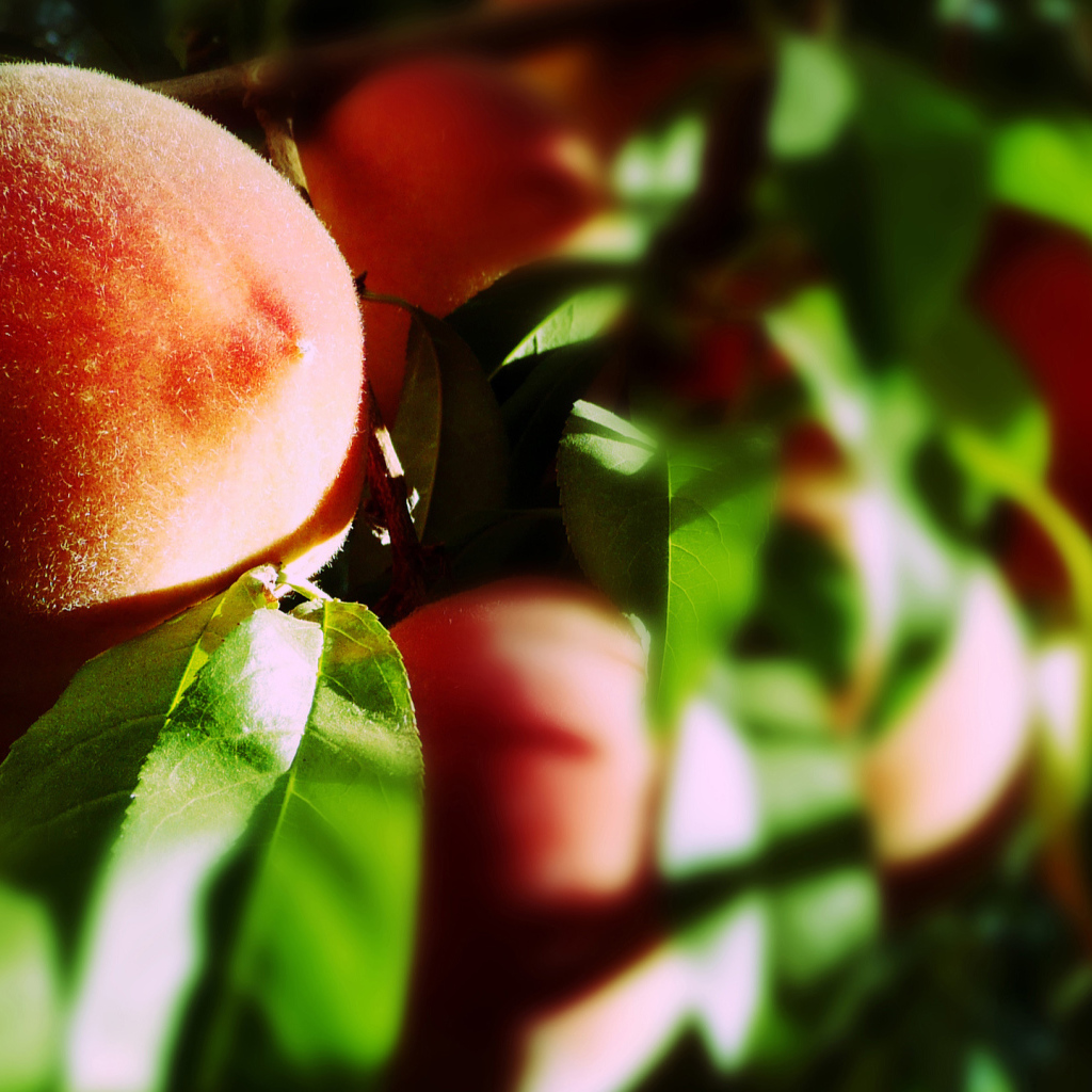 Персик на ветке