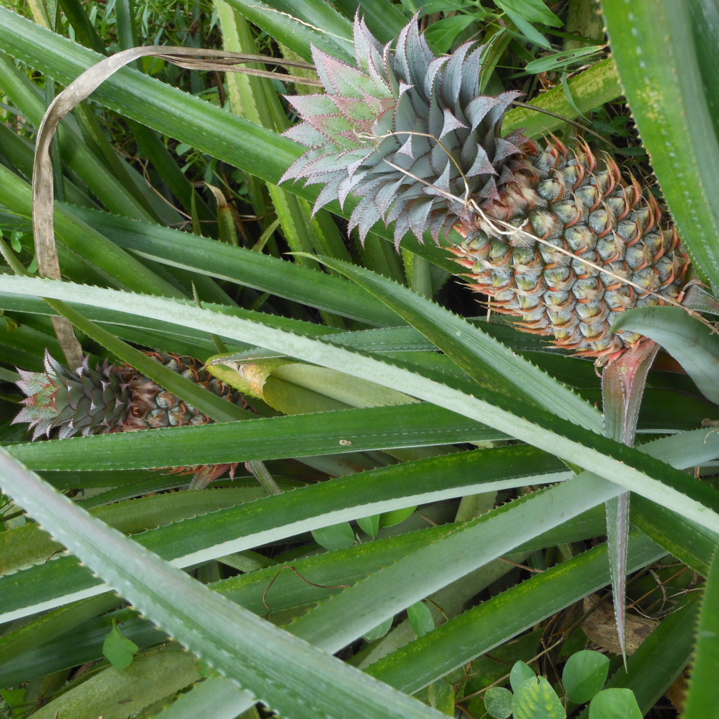 Ананас растет на кусте