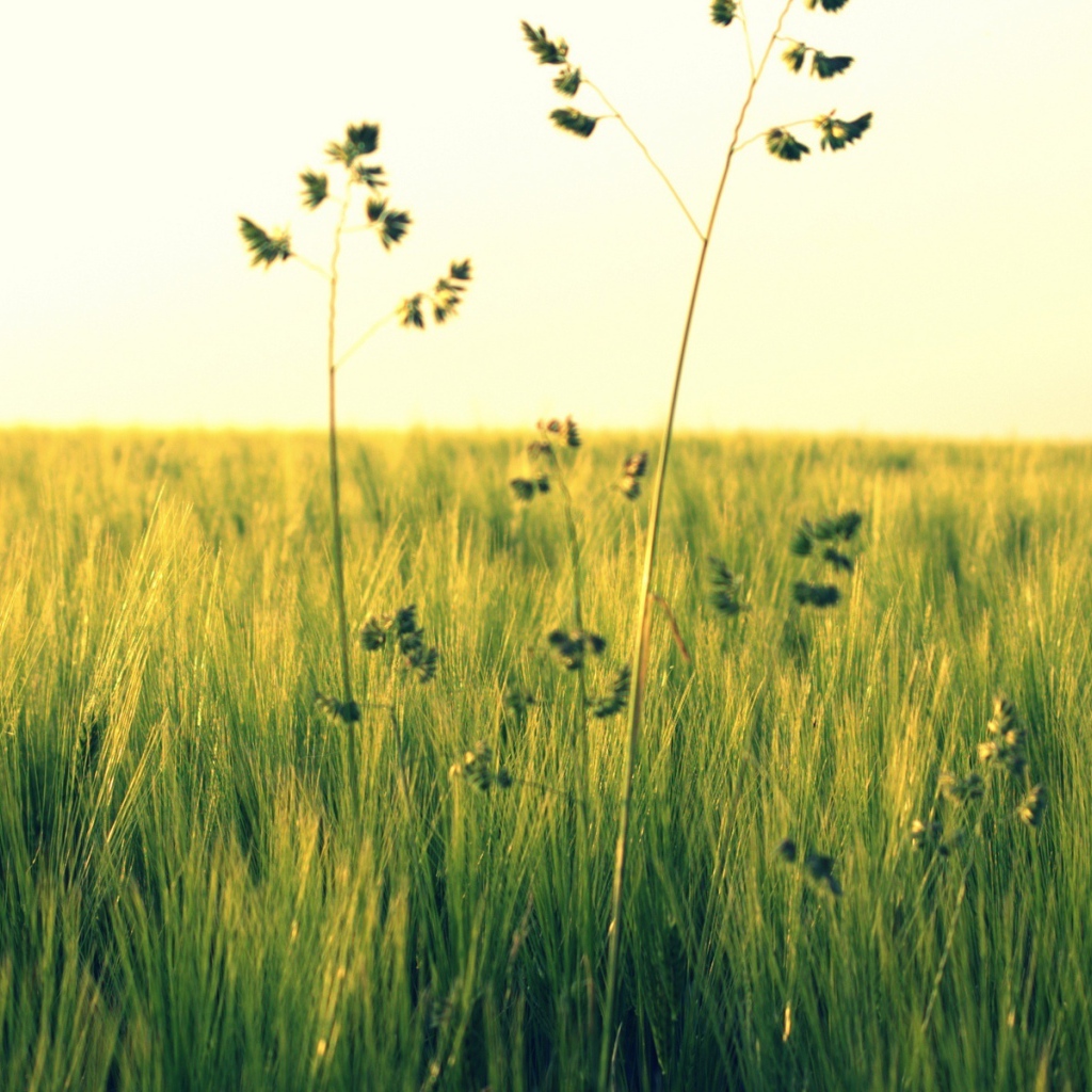 Растения в поле