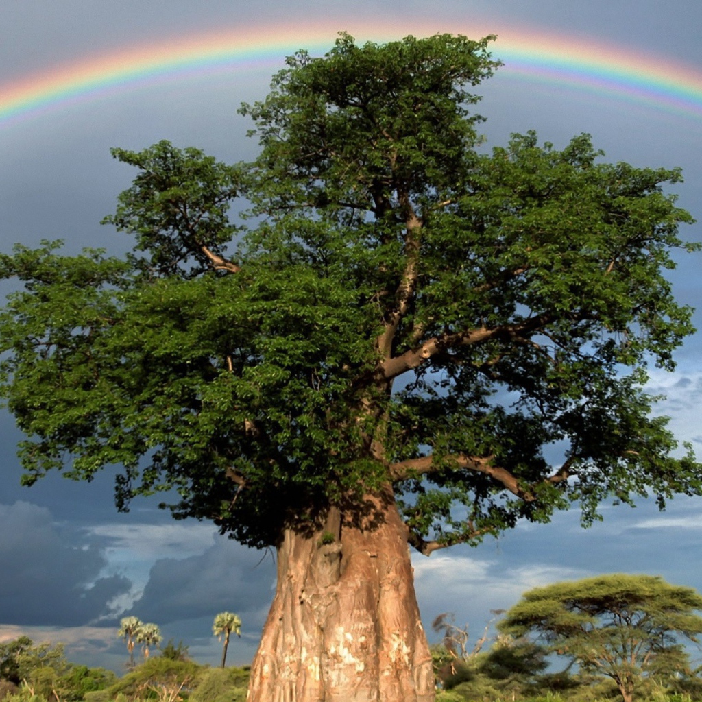 Rainbow over a thick tree