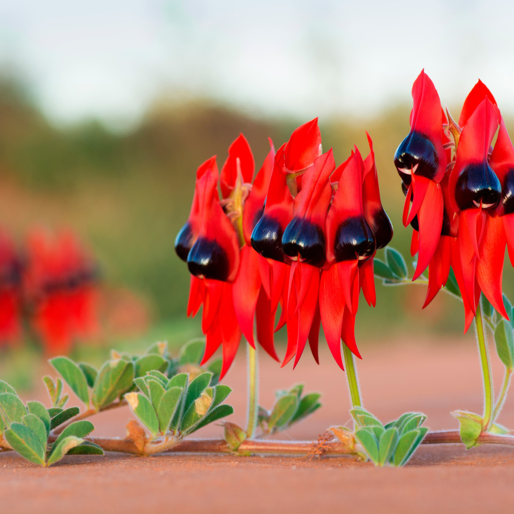 Красные цветы на ветке