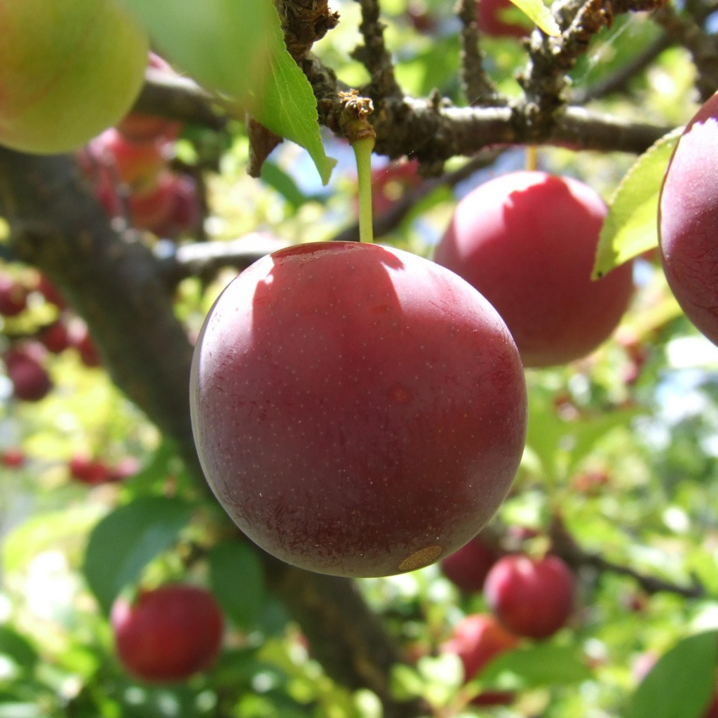 Красные фрукты на дереве