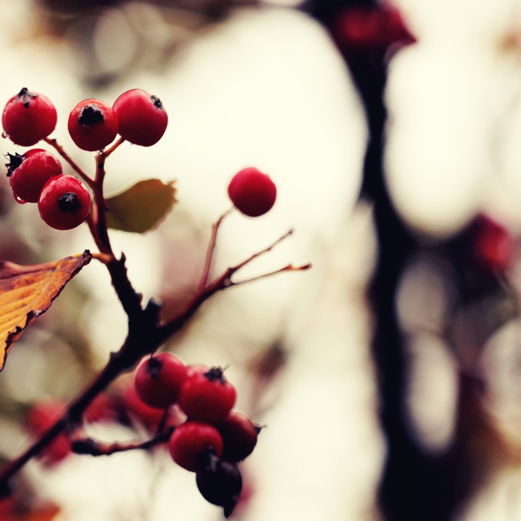 Созревшие ягоды на дереве