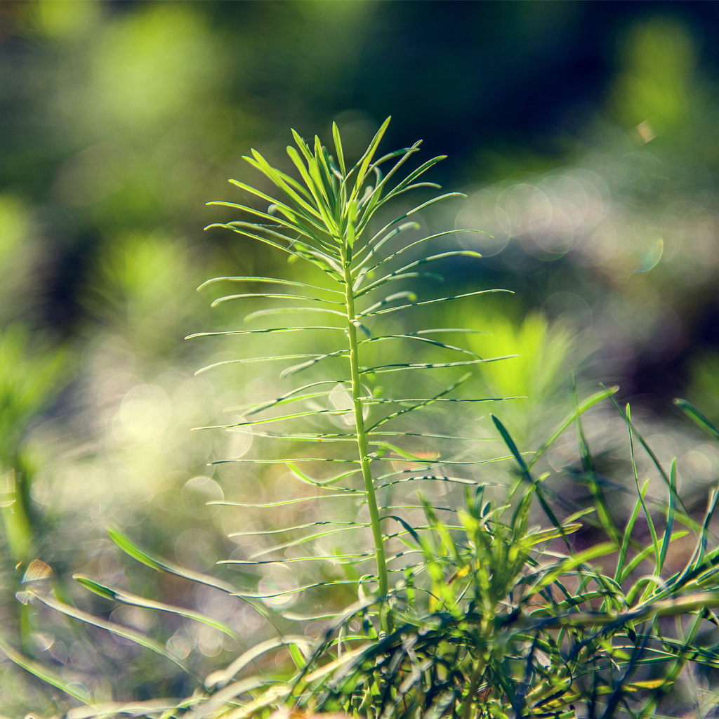 Росток тянется к солнцу