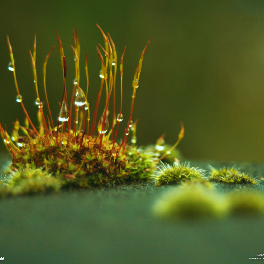 Маленькие ростки с каплями