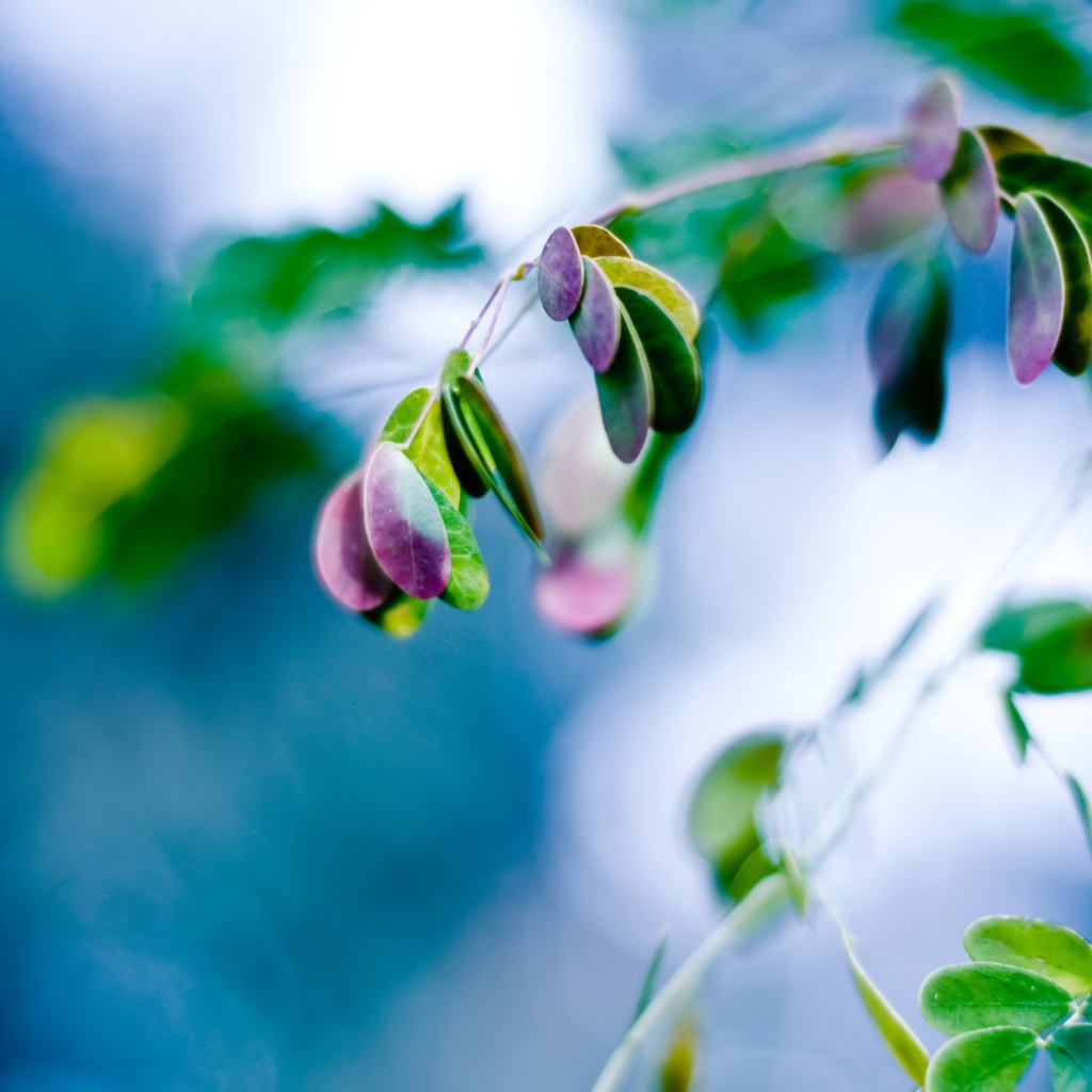 Всплеск листьев